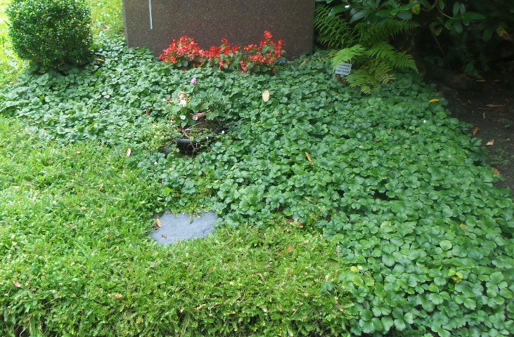 Beispielarbeit von Grünservice Steffen Packmohr - veröffentlicht auf Gartenbau.org