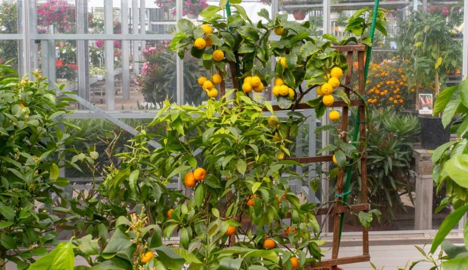 Beispielarbeit von Gärtnerei Strohmair u. Hirsch GmbH u. Co. KG - veröffentlicht auf Gartenbau.org