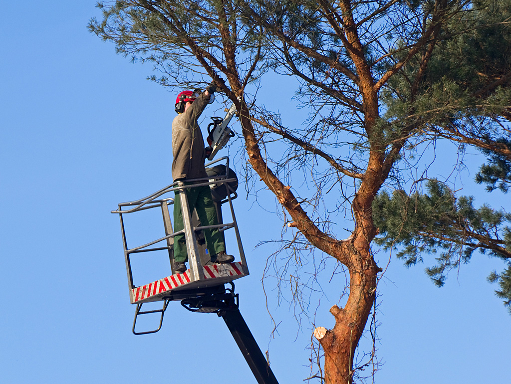 Beispielarbeit von KS LandService GmbH - veröffentlicht auf Gartenbau.org