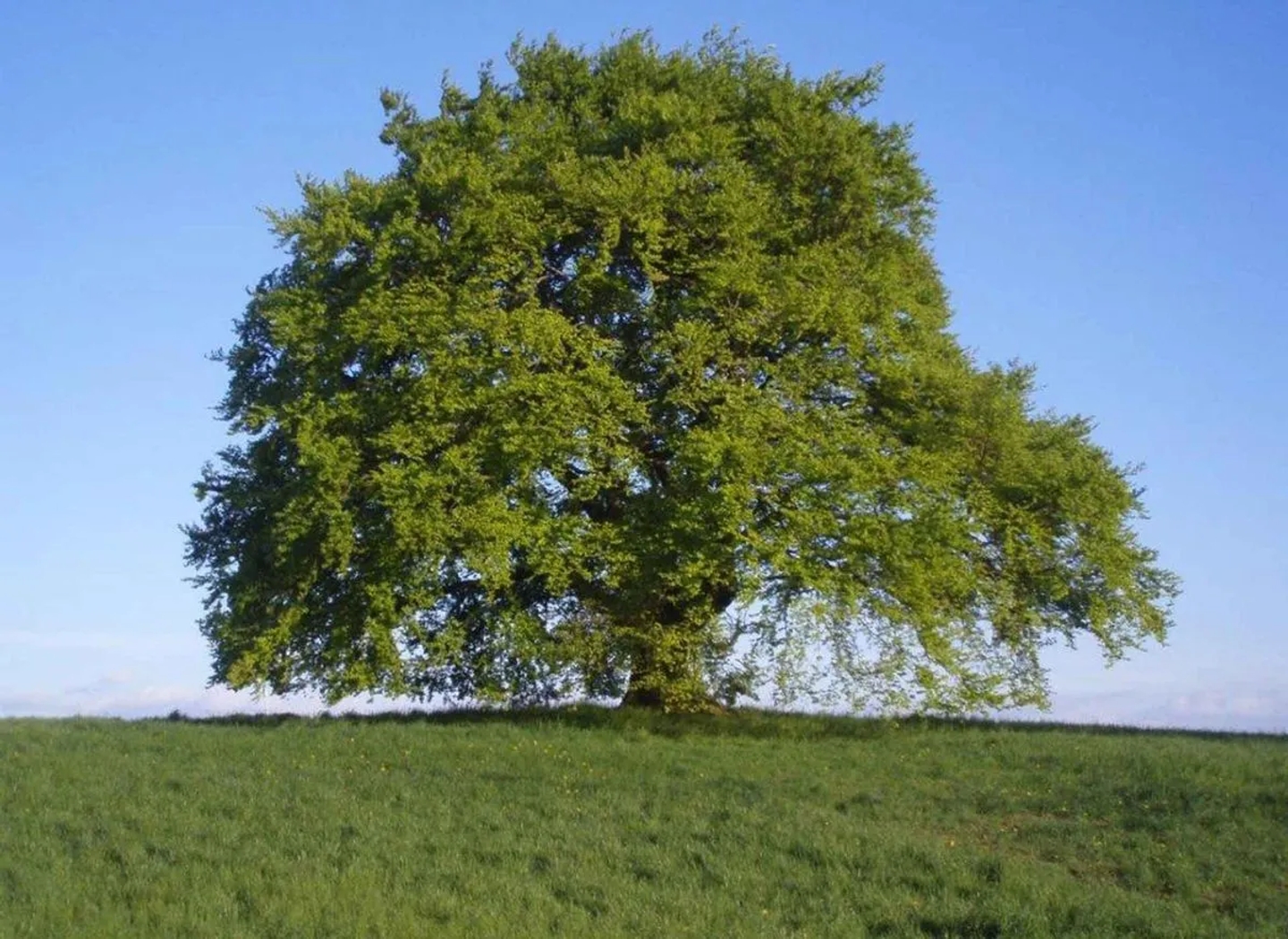 Beispielarbeit von Karl Behnke Baumpflege eG - veröffentlicht auf Gartenbau.org