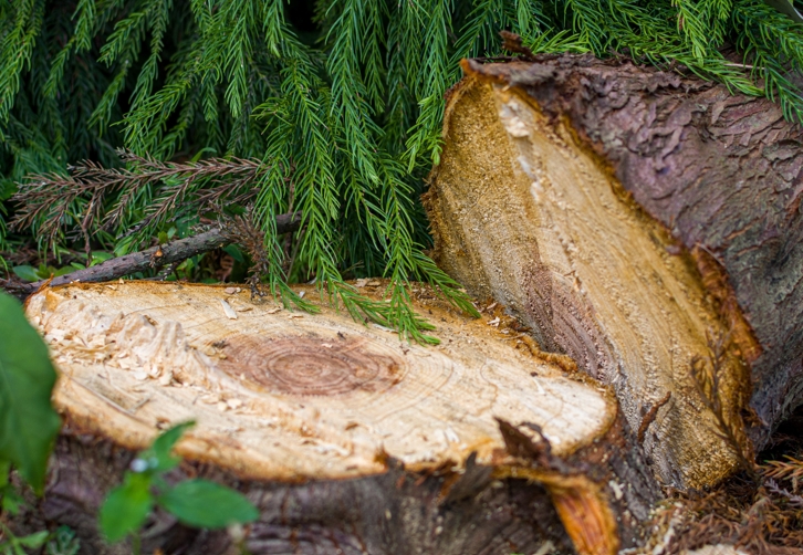 Beispielarbeit von Baumpflege März - veröffentlicht auf Gartenbau.org