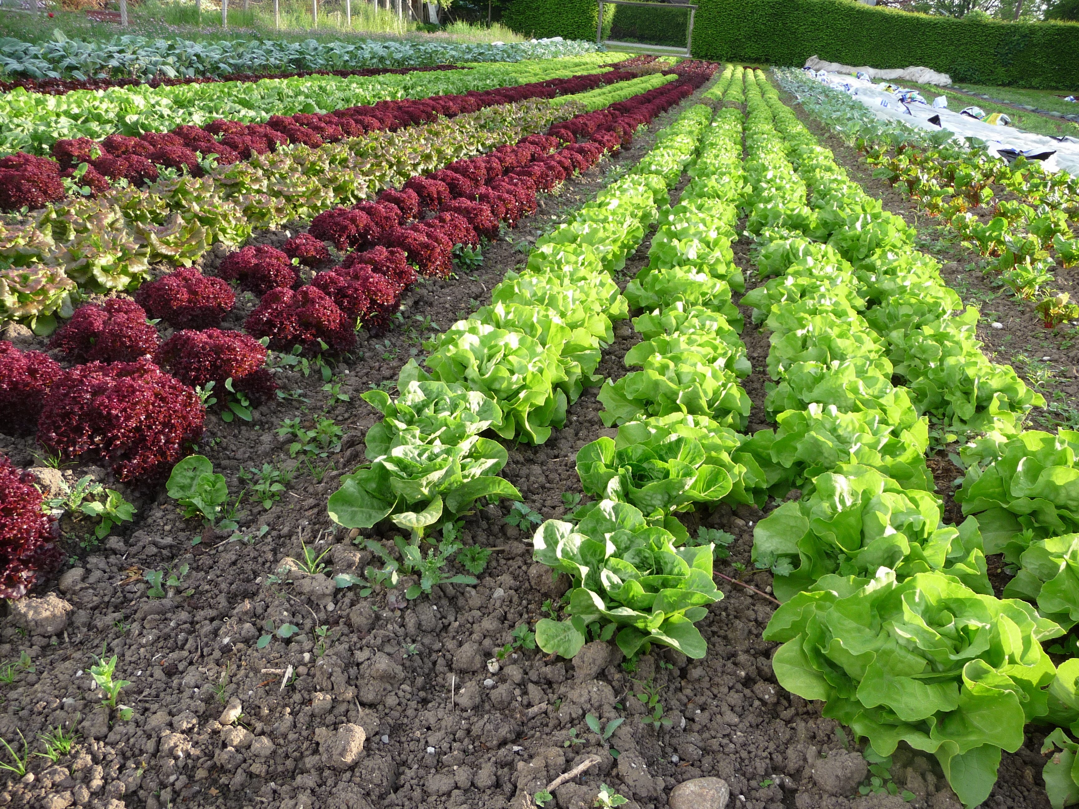 Beispielarbeit von Gärtnerei & Floristik Josef Streicher - veröffentlicht auf Gartenbau.org