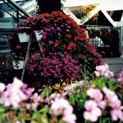 Beispielarbeit von Gärtnerei Lange - veröffentlicht auf Gartenbau.org