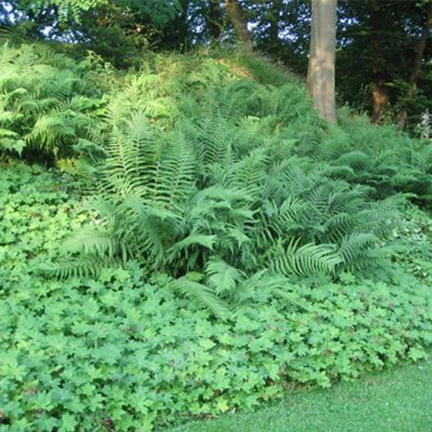 Beispielarbeit von Nordgrün Nürnberg - veröffentlicht auf Gartenbau.org