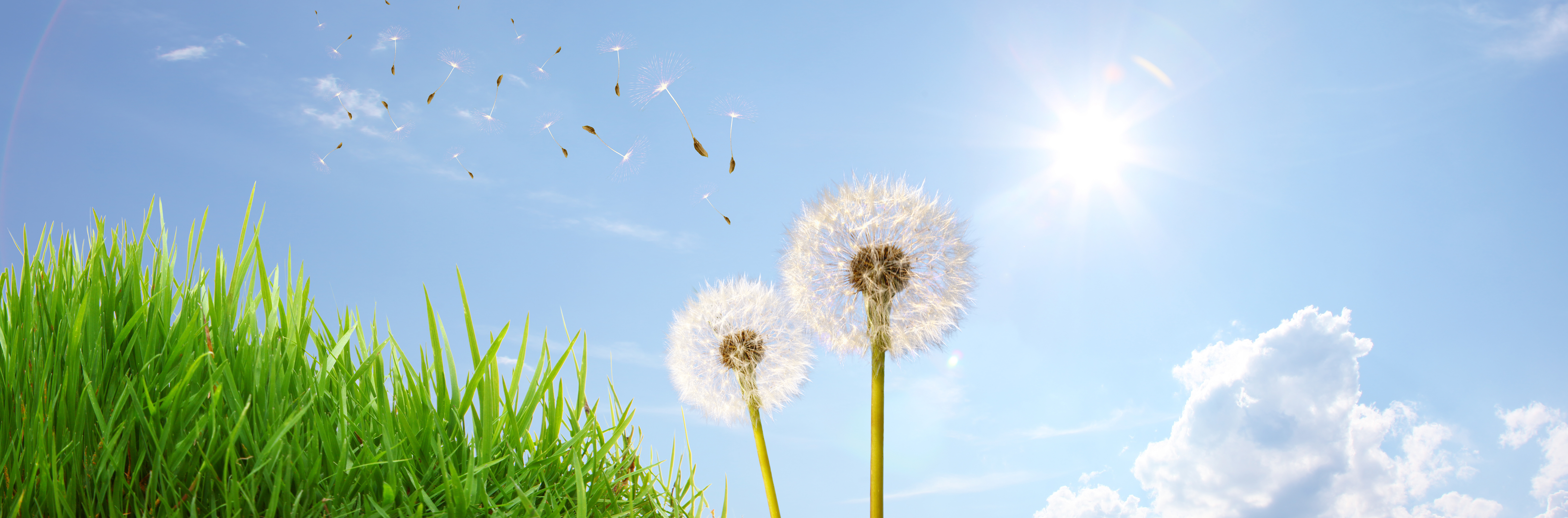 Gemeinde Forstern cover image