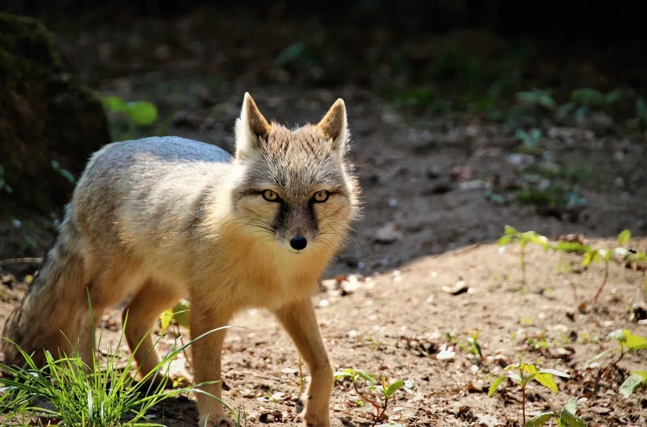 Natur- und Tierpark Brüggen cover image
