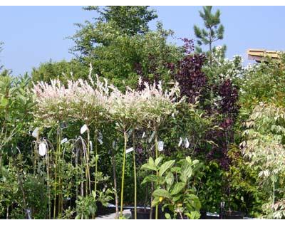 Beispielarbeit von Garten- u. Landschaftsbau Weiß Andreas - veröffentlicht auf Gartenbau.org