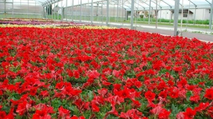 Beispielarbeit von 1A Garten Strauß - veröffentlicht auf Gartenbau.org