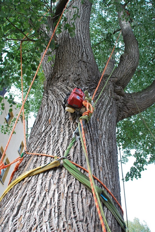 Beispielarbeit von Baumpflege & Baumfällung Bach GbR - veröffentlicht auf Gartenbau.org