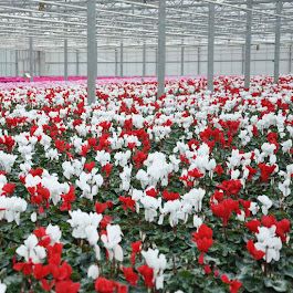 Beispielarbeit von Dechant Gartenbau GmbH & Co. KG - veröffentlicht auf Gartenbau.org
