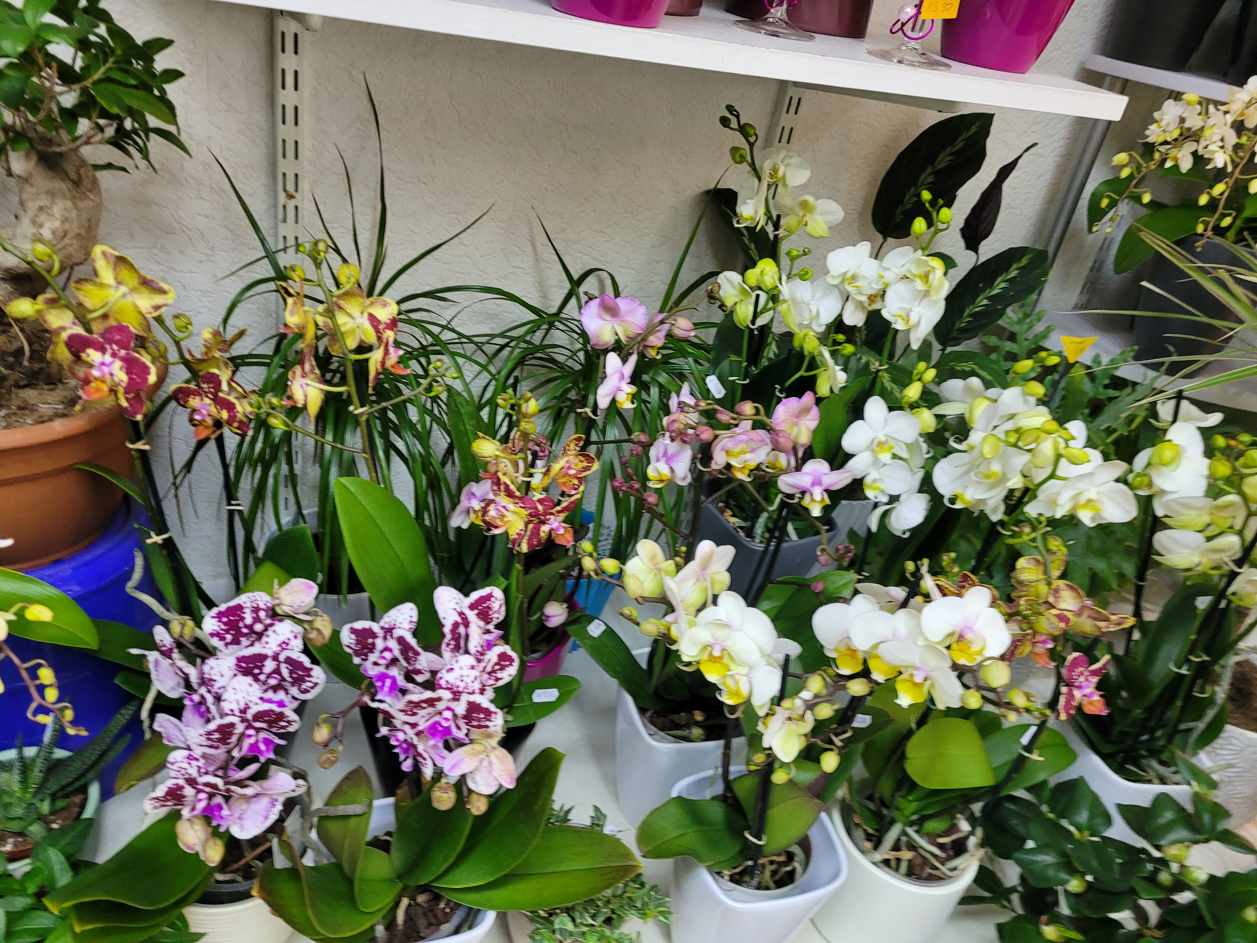 Beispielarbeit von Sylvia's Blumenladen - veröffentlicht auf Gartenbau.org