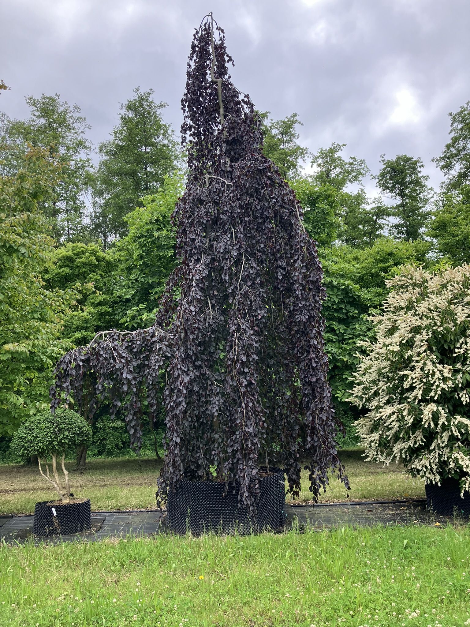 Beispielarbeit von Pflanzenzentrum & Gartengestaltung RÖSCH - veröffentlicht auf Gartenbau.org