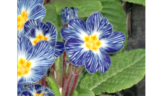 Beispielarbeit von Blumen Wendler - veröffentlicht auf Gartenbau.org