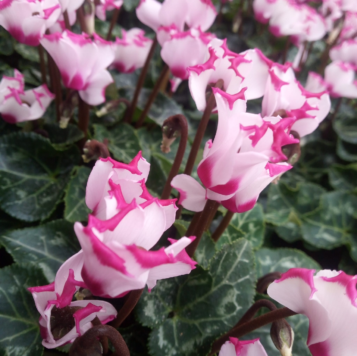 Beispielarbeit von Blumen Lessle - veröffentlicht auf Gartenbau.org