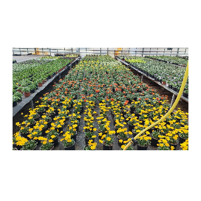 Beispielarbeit von Edlef Distler Blumenparadies - veröffentlicht auf Gartenbau.org