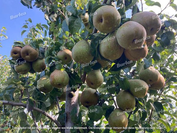 Beispielarbeit von Obstbaumschnitt & Gartenpflege Burlea - veröffentlicht auf Gartenbau.org