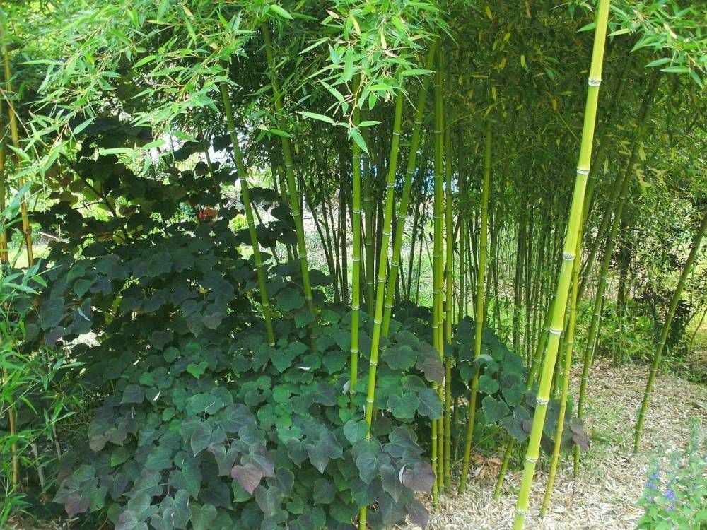 Beispielarbeit von Bambus-Baumschule Ulrich Willumeit - veröffentlicht auf Gartenbau.org