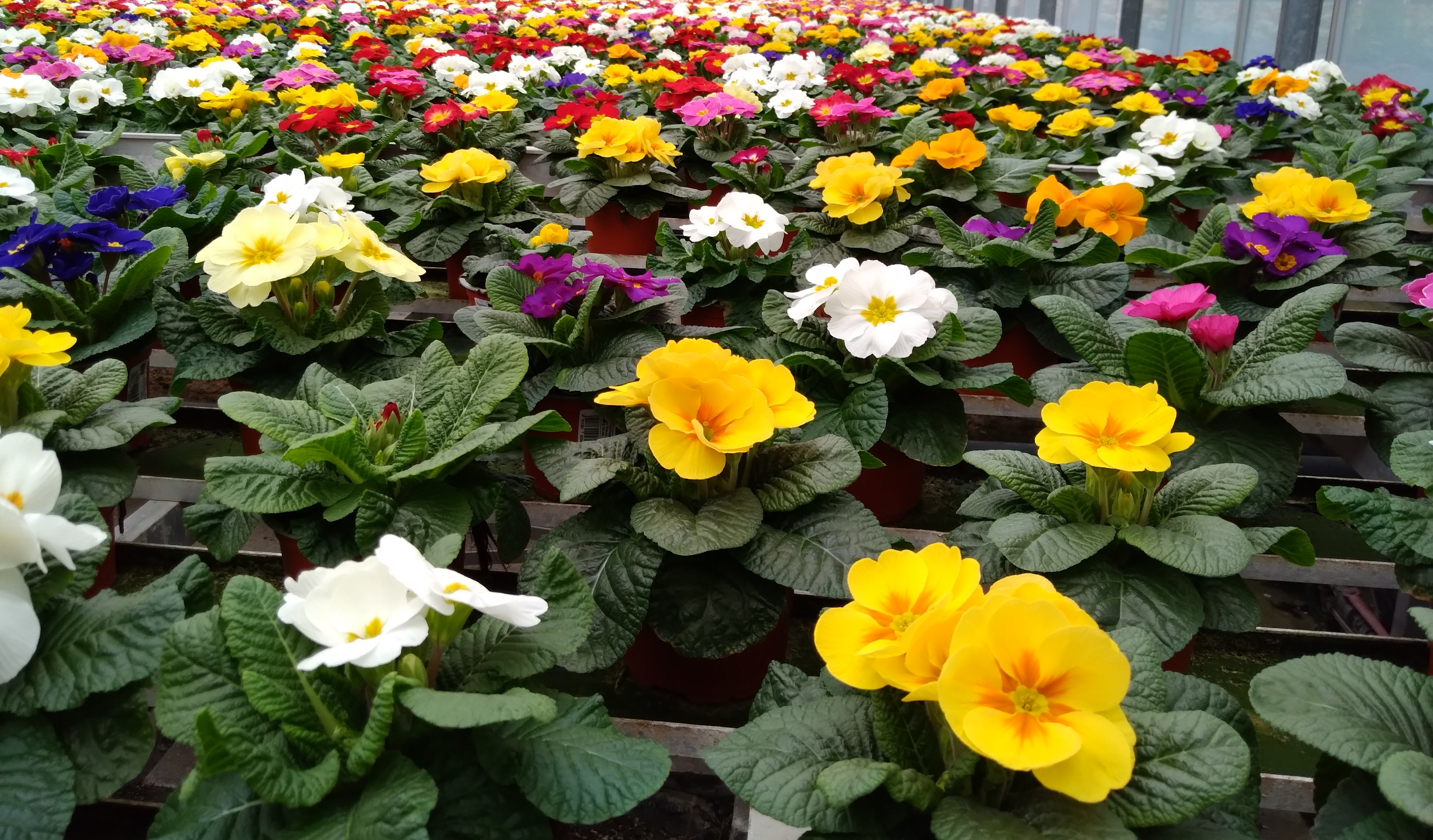 Beispielarbeit von Blumen Tümmers - veröffentlicht auf Gartenbau.org