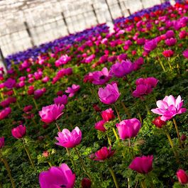 Beispielarbeit von Dechant Gartenbau GmbH & Co. KG - veröffentlicht auf Gartenbau.org