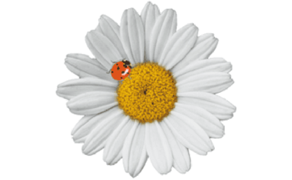 Logo der Firma Pflegedienst Vollmer GmbH aus Farchant auf dem Branchenportal Hausmeisterdienste.net