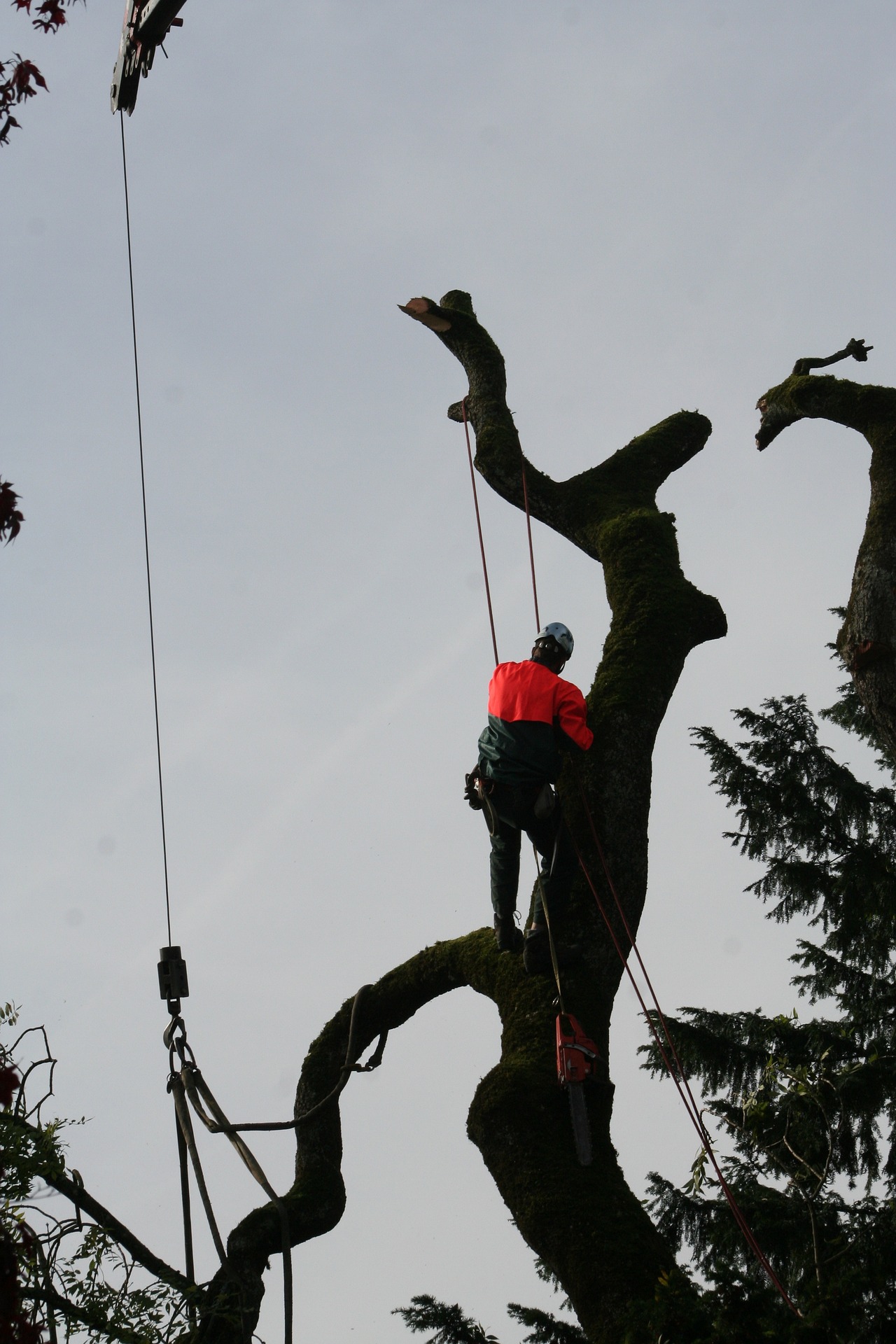 Beispielarbeit von Garten- & Landschaftsgestaltung - Sven Wessig - veröffentlicht auf Gartenbau.org