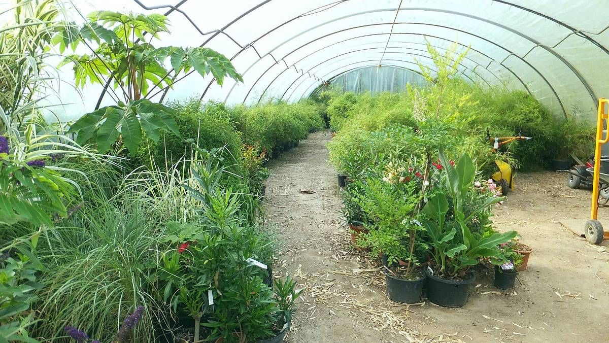 Beispielarbeit von Bambus-Baumschule Ulrich Willumeit - veröffentlicht auf Gartenbau.org