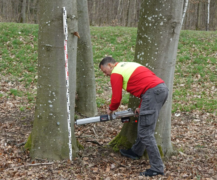 Beispielarbeit von A.R.C.Tec Baumgutachten, Baumpflege - veröffentlicht auf Gartenbau.org