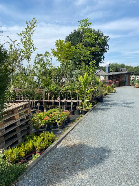 Beispielarbeit von Baumschule Feustel - veröffentlicht auf Gartenbau.org