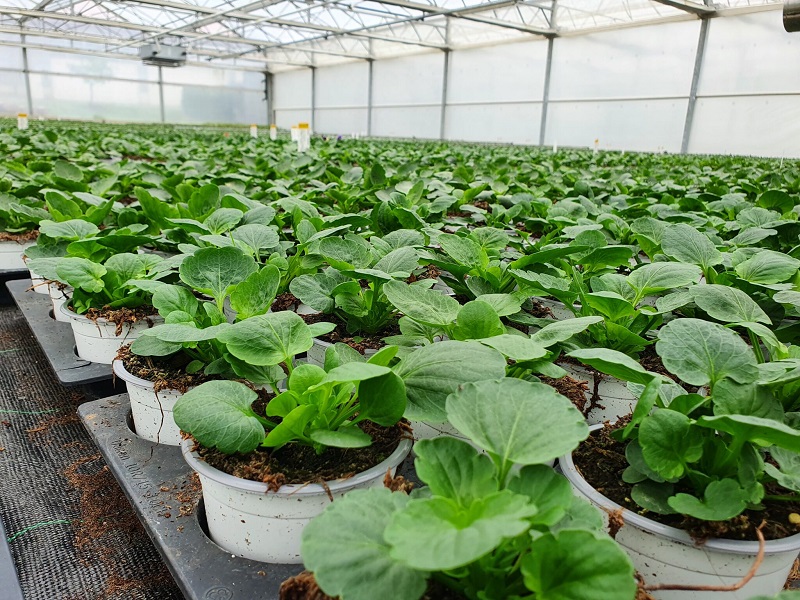 Beispielarbeit von Blumen & Garten Haberler - veröffentlicht auf Gartenbau.org