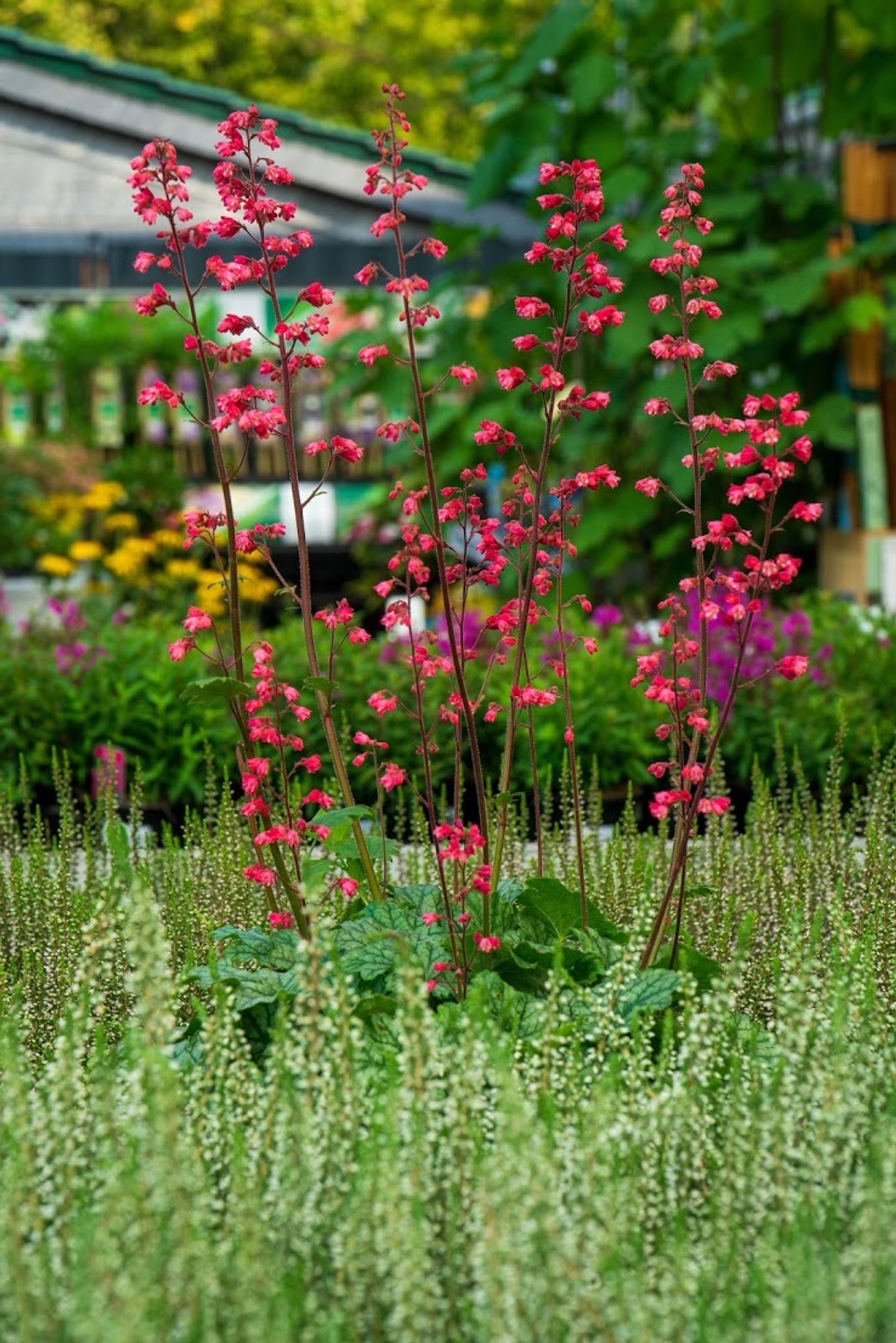 Beispielarbeit von Garten-Center Spiering GmbH Wesel - veröffentlicht auf Gartenbau.org