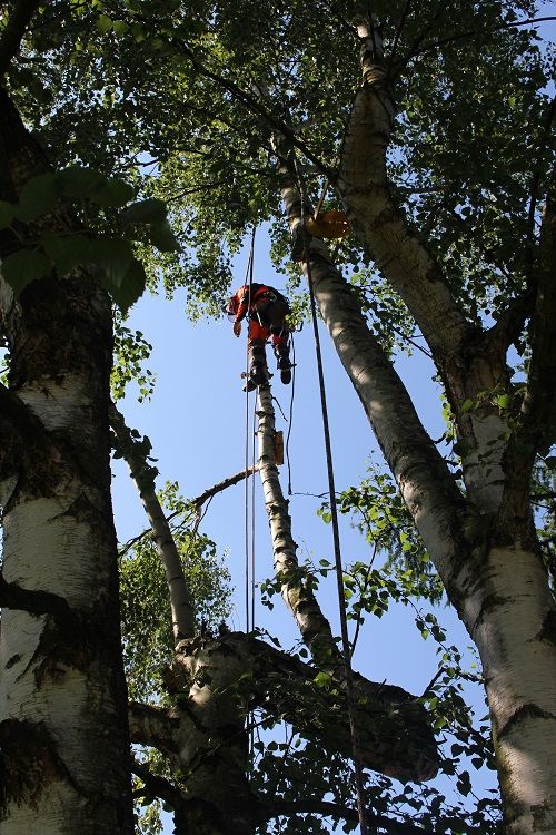 Beispielarbeit von Wendling GbR - veröffentlicht auf Gartenbau.org