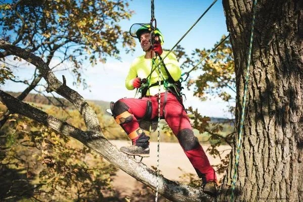 Beispielarbeit von Euro Baumdienst GmbH - veröffentlicht auf Gartenbau.org