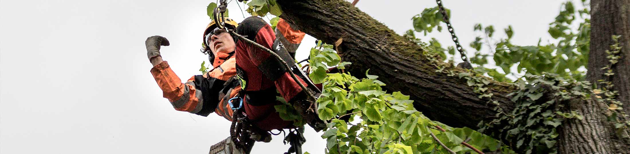 Beispielarbeit von Nürnberger Baumpflege GmbH - veröffentlicht auf Gartenbau.org