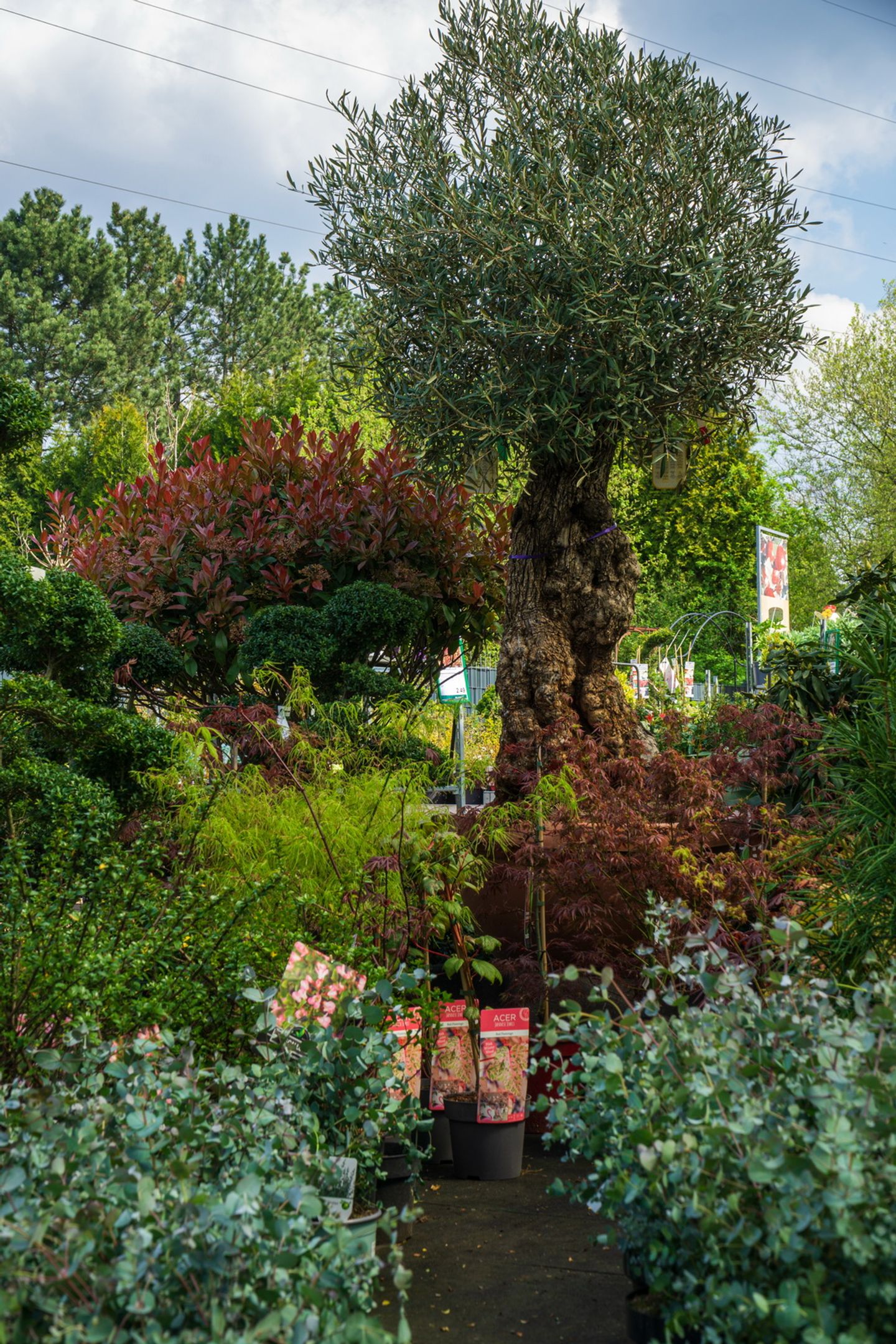 Beispielarbeit von Garten-Center Spiering GmbH Wesel - veröffentlicht auf Gartenbau.org