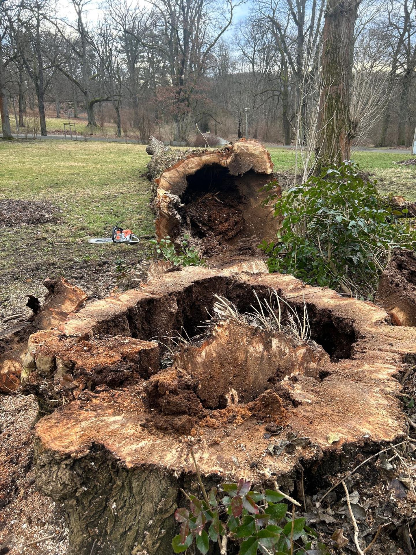 Beispielarbeit von Baumfällungen Müller - veröffentlicht auf Gartenbau.org