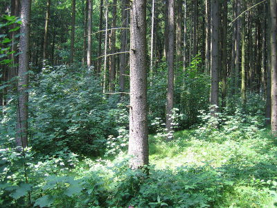 Beispielarbeit von Garten Zwölfer GmbH & Co. KG - veröffentlicht auf Gartenbau.org