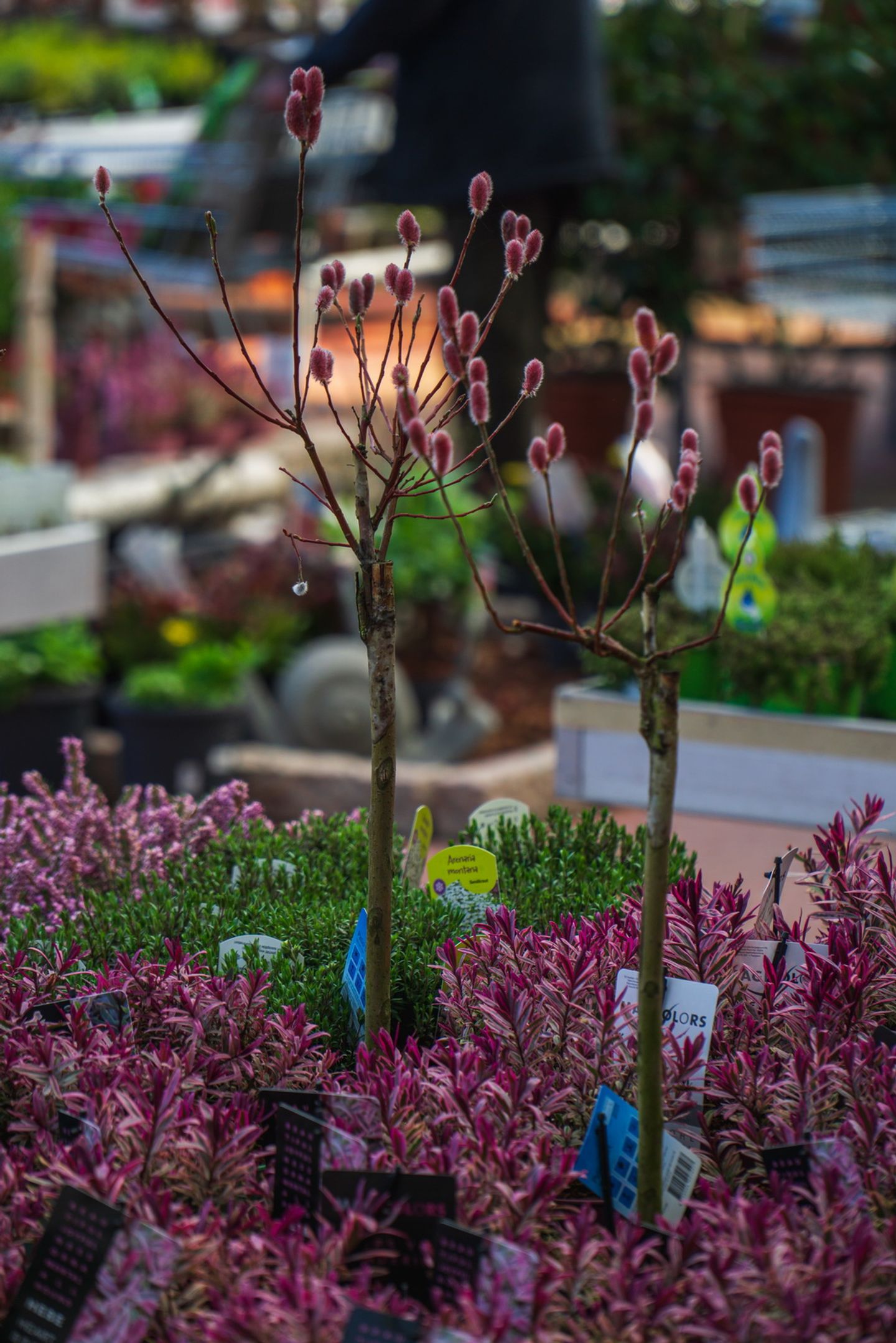 Beispielarbeit von Garten-Center Spiering GmbH Wesel - veröffentlicht auf Gartenbau.org