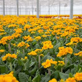 Beispielarbeit von Dechant Gartenbau GmbH & Co. KG - veröffentlicht auf Gartenbau.org