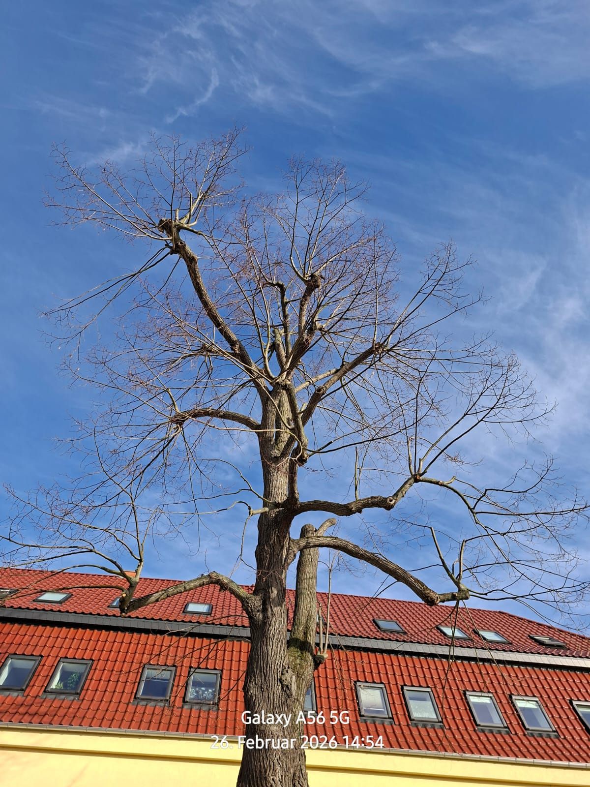 Beispielarbeit von WEGA Garten & Landschaft - veröffentlicht auf Gutachter.org