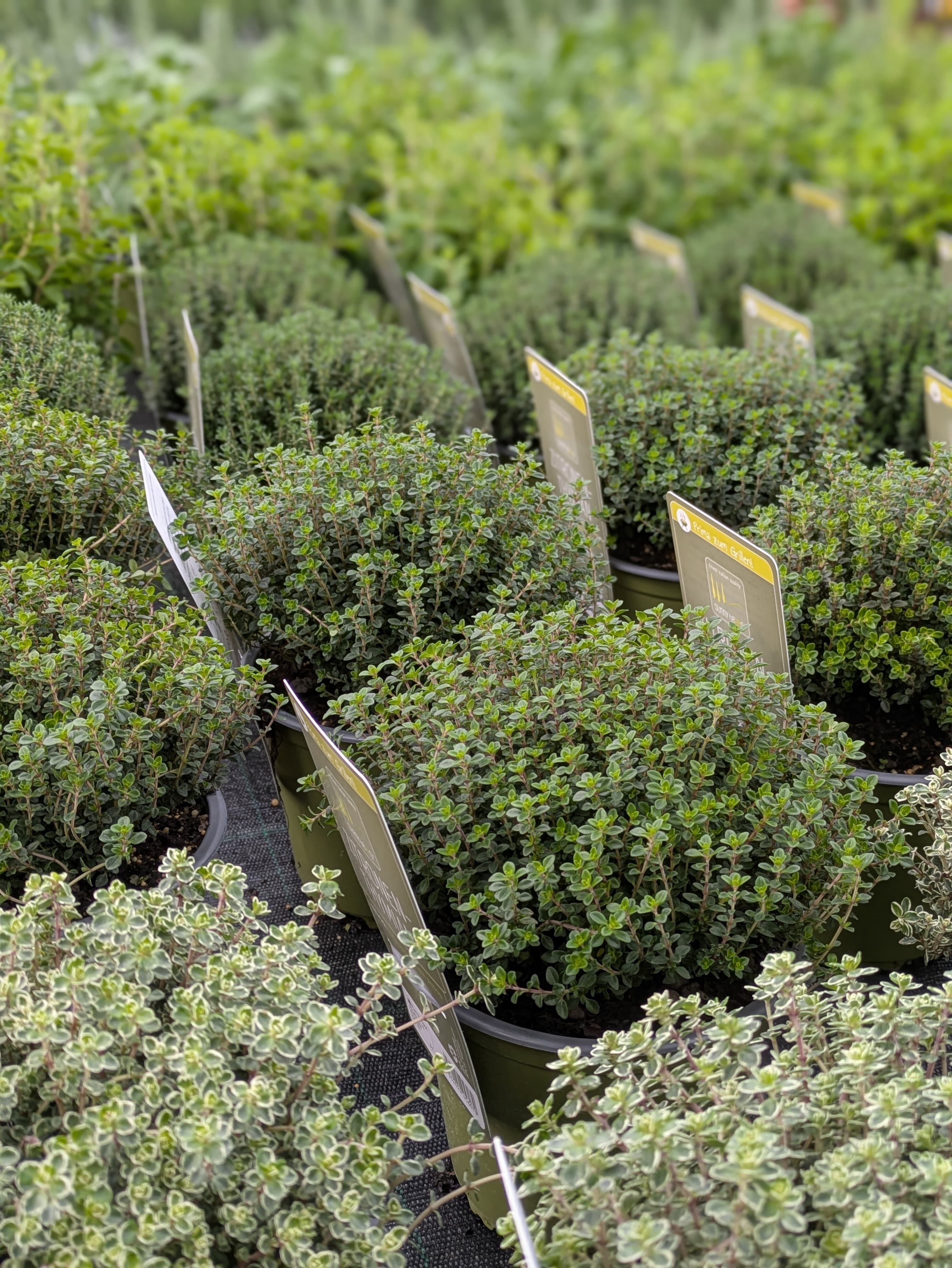 Beispielarbeit von Gärtnerei Siegl GbR | Gärtnerei Pfaffenhofen - veröffentlicht auf Gartenbau.org