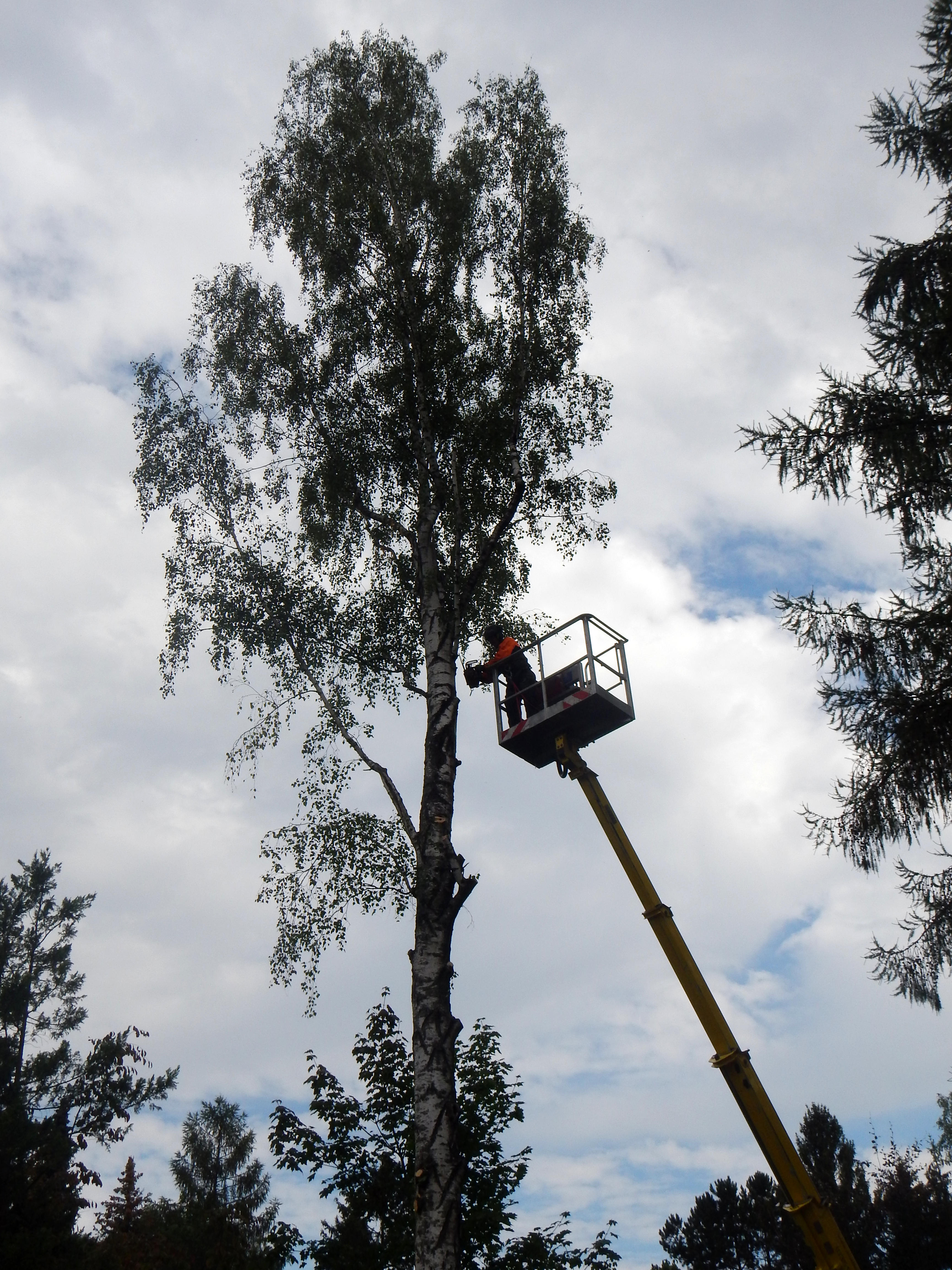 Beispielarbeit von Baumdienst mit Seilzugangstechnik Bruchholz - veröffentlicht auf Gartenbau.org
