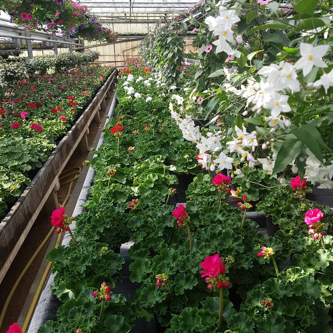 Beispielarbeit von Gärtnerei und Blumenladen Bichl - veröffentlicht auf Gartenbau.org