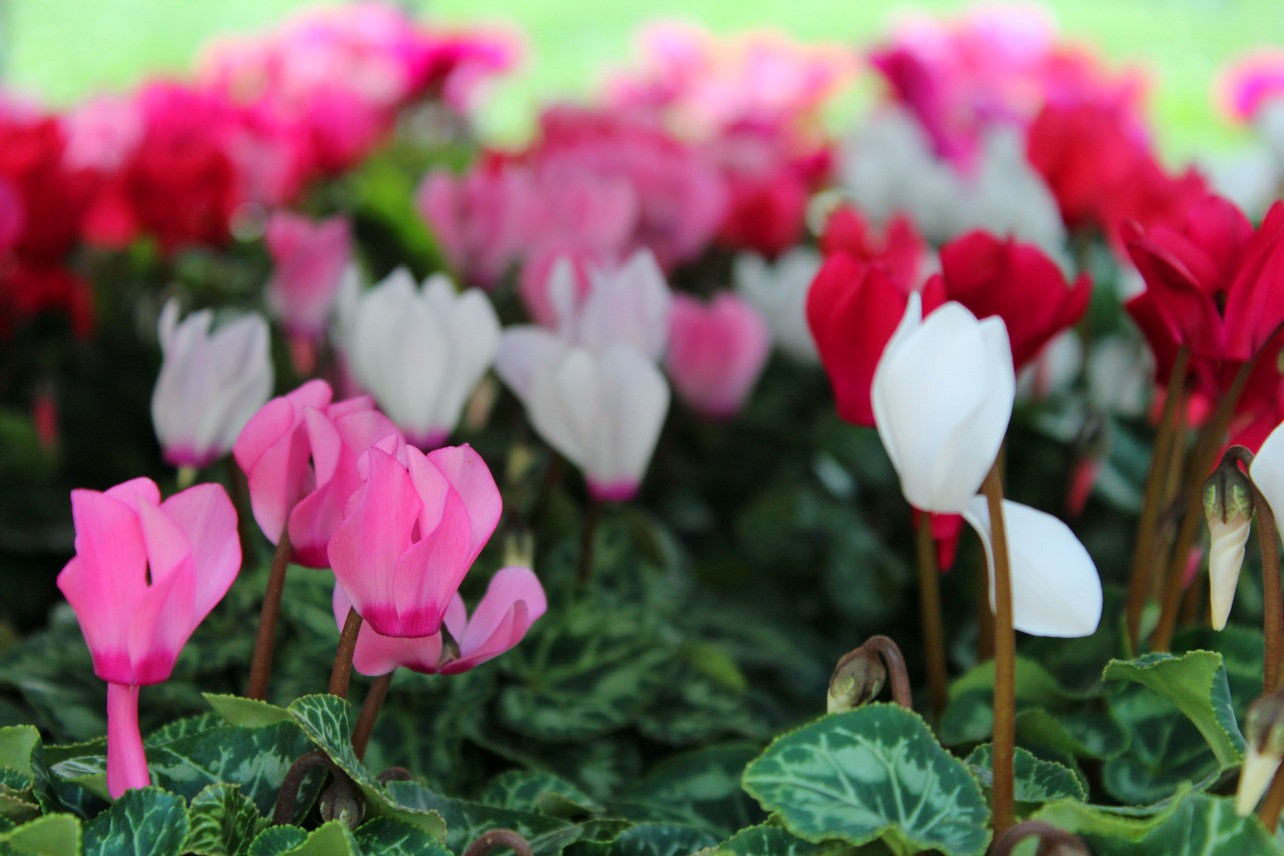 Beispielarbeit von Blumen Tümmers - veröffentlicht auf Gartenbau.org