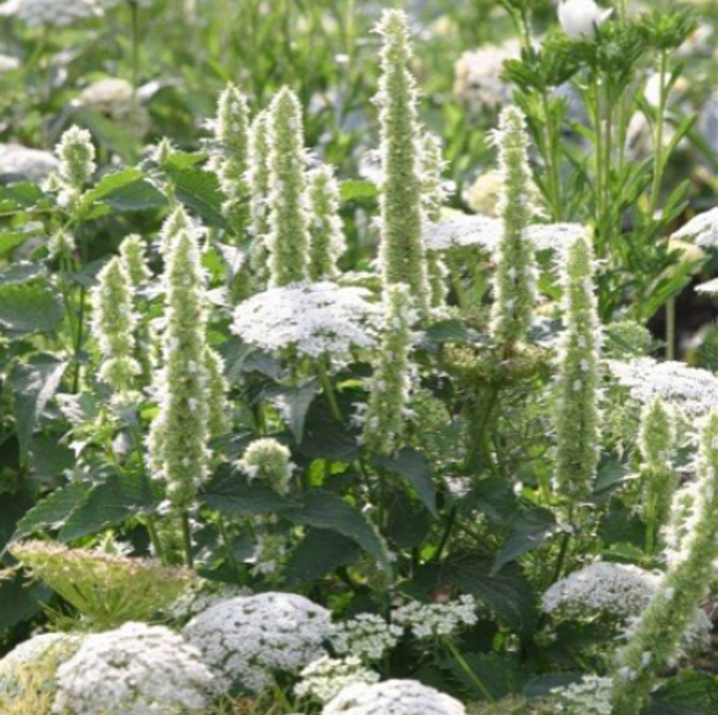 Beispielarbeit von Heidrich Landschaftsarchitektur - veröffentlicht auf Gartenbau.org