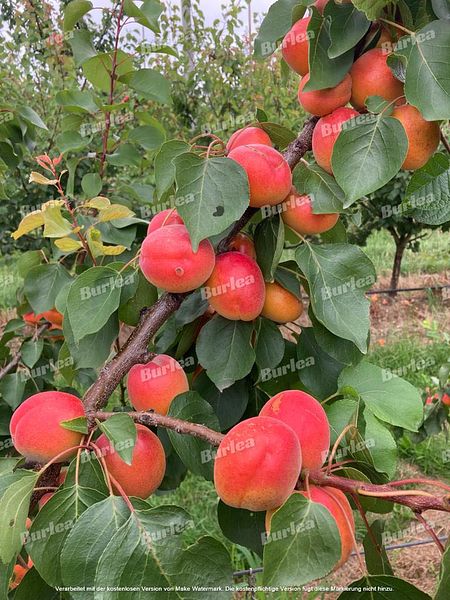 Beispielarbeit von Obstbaumschnitt & Gartenpflege Burlea - veröffentlicht auf Gartenbau.org