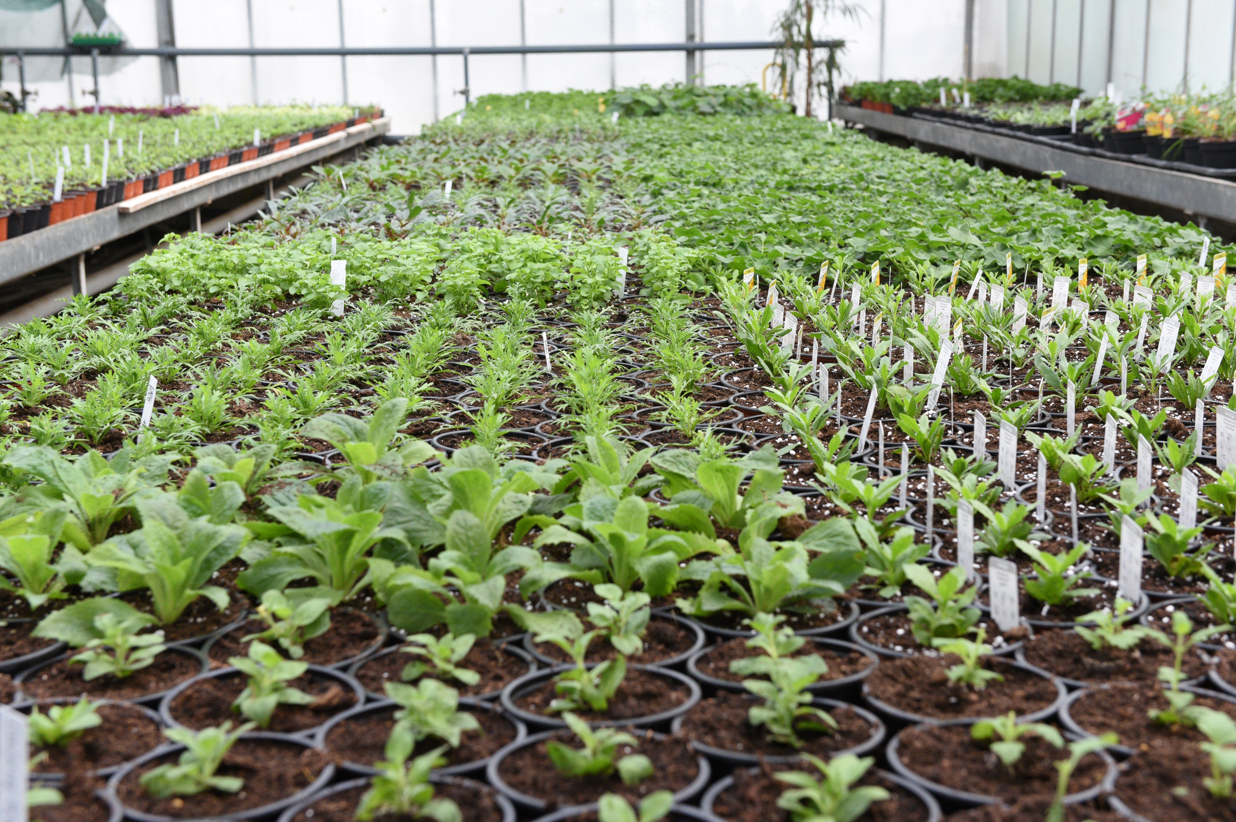 Beispielarbeit von Blumen Böswirth | Gärtnerei Pfaffenhofen - veröffentlicht auf Gartenbau.org