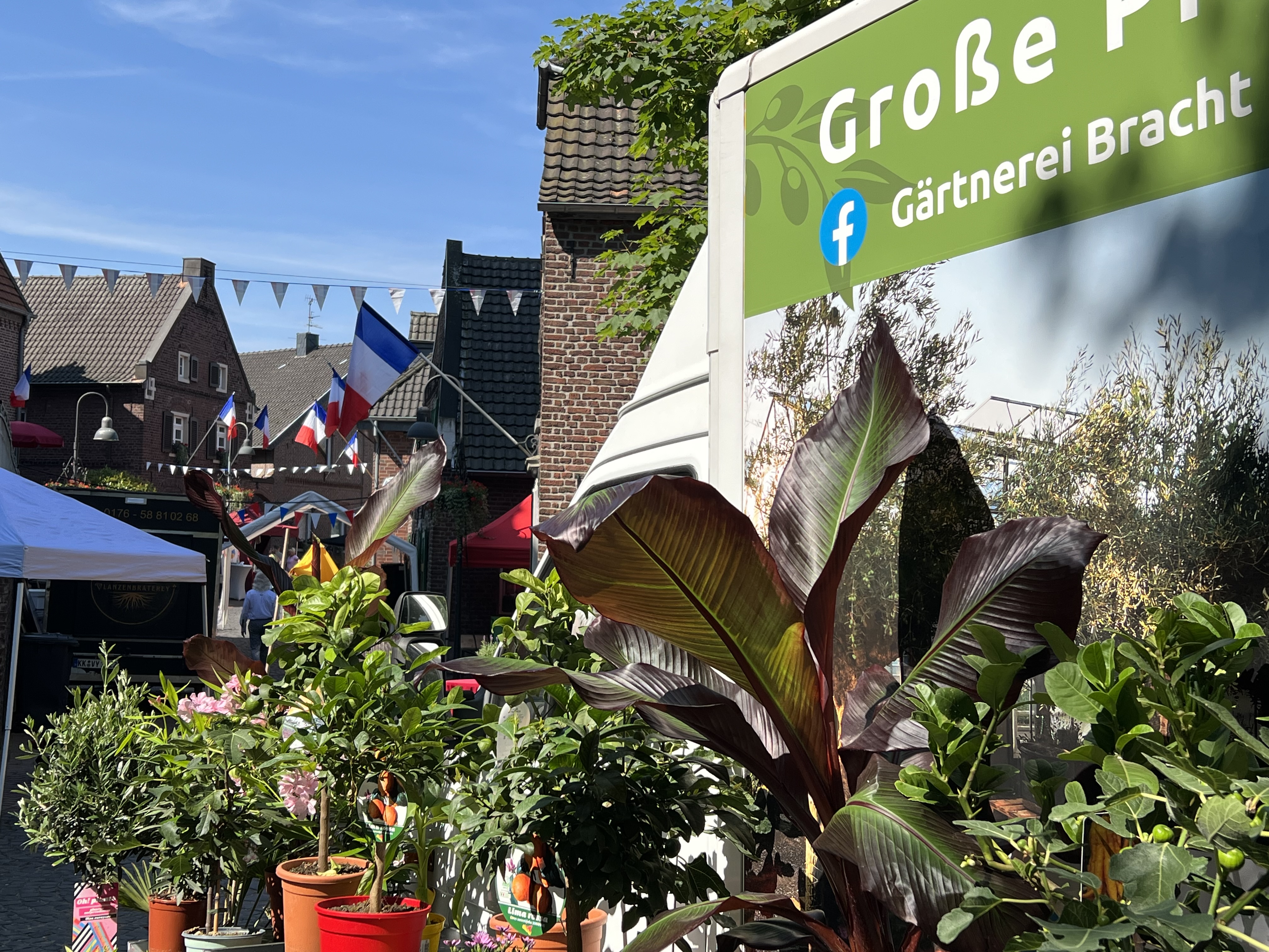 Beispielarbeit von Mediterranea Mediterranes Pflanzenoutlet - veröffentlicht auf Gartenbau.org