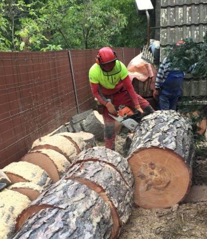 Beispielarbeit von Baumpflegebetrieb Schulze - veröffentlicht auf Gartenbau.org