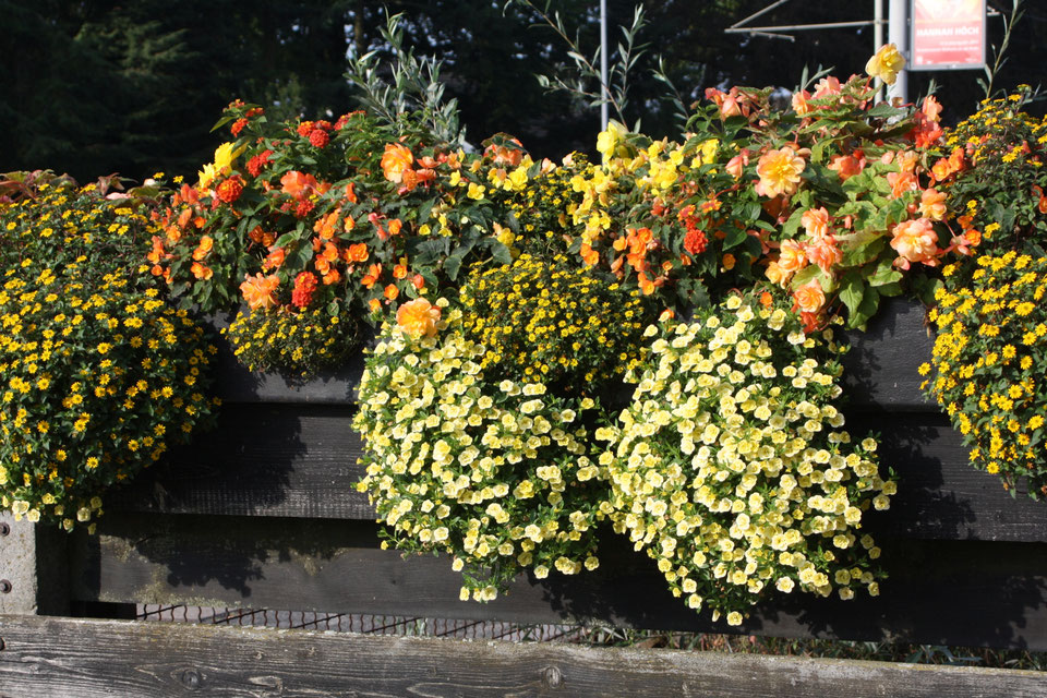 Beispielarbeit von Blumen Kocks - Floristik - Friedhofsgärtnerei - Landschaftsbau - veröffentlicht auf Gartenbau.org