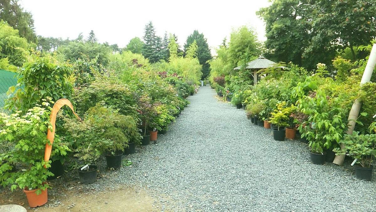 Beispielarbeit von Bambus-Baumschule Ulrich Willumeit - veröffentlicht auf Gartenbau.org